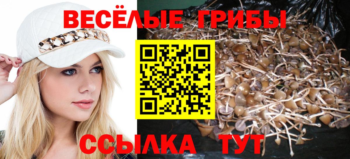 Корсаков  Галлюциногенные грибы Psilocybine cubensis  Вход с VPN 